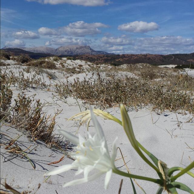 Villa Le Ginestre La Caletta Εξωτερικό φωτογραφία